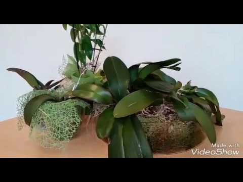 CÓMO RECUPERAR ORQUÍDEAS SIN RAÍCES Y DESHIDRATADAS (PARTE1)