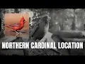 RDR2 Northern Cardinal Location Animal Locations