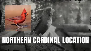RDR2 Northern Cardinal Location Animal Locations