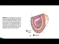 GIT Lecture 2 GIT wall and ENS Rec