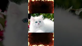 أغرب 3 أنواع قطط ج3 القط الشيرازي 