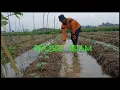 Download Lagu Detik detik tanaman bonteng timun di siram