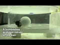 Bumblebees spontaneously solve problems Science News