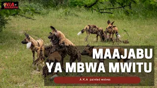 Wafahamu Mbwa Mwitu Kutoka AFRICA Na Maajabu Yao 
