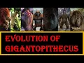 the evolution of Gigantopithecus