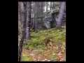 Download Lagu Trees moving by themselves compilation . Are they walking or how are they moving creepy nature video
