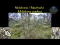 Download Lagu Melaleuca / Paperbark ID: Melaleuca nodosa (Prickly-leaved Paperbark / Honey Myrtle)
