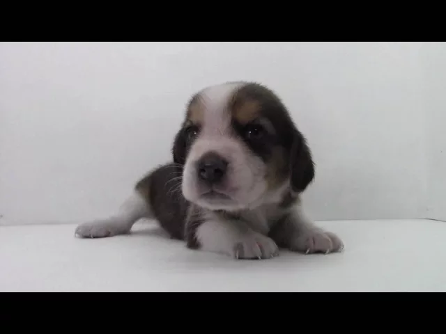 動画