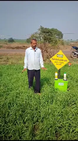 मध्यप्रदेश के सिवनी के जैतपुर कला गांव के किसान की हरी-भरी है फसल, लहलहा रहे गेंहू के खेत, देखिए