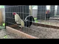Joe Goode Grey gallos finos