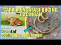 Download Lagu OBAT CACING KUCING GUNANYA APA ??? | MANFAAT OBAT CACING UNTUK KUCING #kucinglucu #kucing