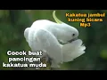 Download Lagu Masteran buat burung kakatua muda agar cepat bicara Mp3