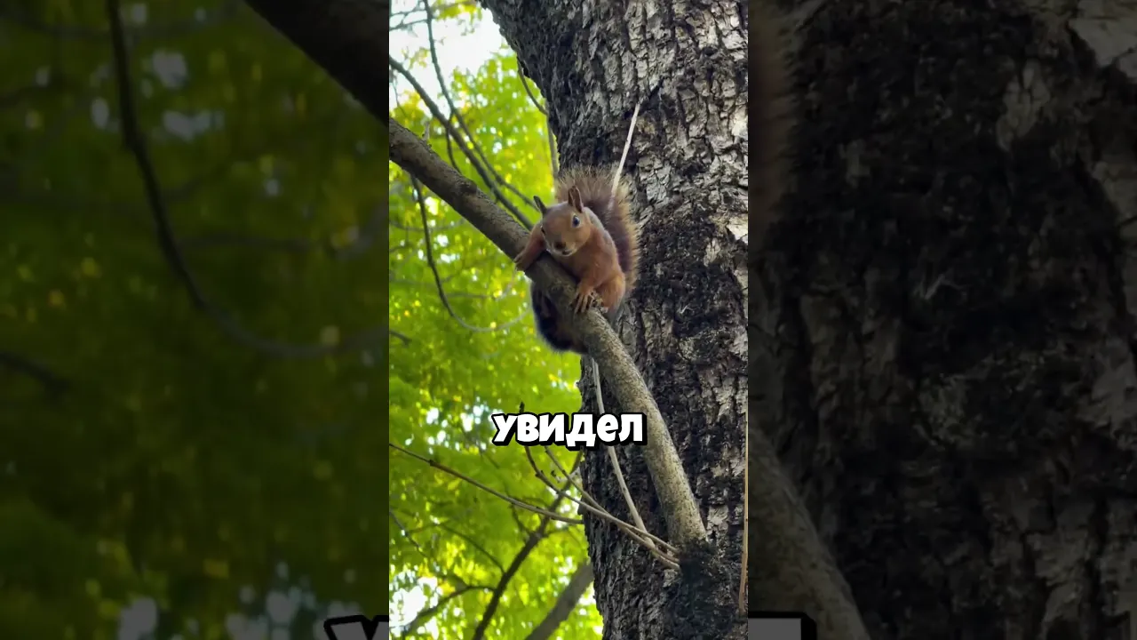 Словесная дуэль!