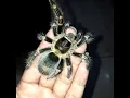 Download Lagu Tarantula Dancing Ndas Gerih, Deny Caknan