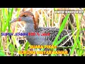Download Lagu SUARA PIKAT BURUNG SINTAR ATAU SINTARAN SAWAH SUPER JERNIH
