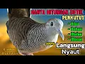 Download Lagu Perkutut Lokal Gacor Suara Paling Ampuh Untuk Pancingan Burung Perkutut Agar Bunyi