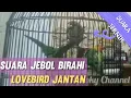 Suara JEBOL BIRAHI Lovebird JANTAN