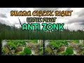 Download Lagu Suara pikat ciblek ribut! Pancingan ciblek liar PALING AMPUH untuk mikat ciblek di alam