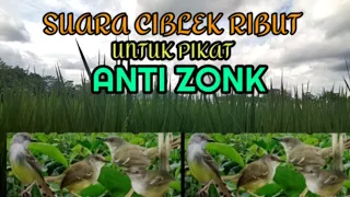 Suara pikat ciblek ribut! Pancingan ciblek liar PALING AMPUH untuk mikat ciblek di alam