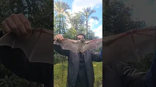 أضخم خفاش في مصر 