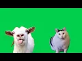 Green Screen Goat Talking to Clueless Huh Cat Meme