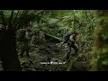 Thylacine Sightings In New Guinea | Do they still exist?