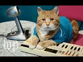 A look back at the life of Bento the Keyboard Cat
