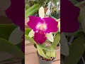 Download Lagu Orchids by Hausermann is known for #cattleya #orchids! This is Blc Chief Happy ‘Chief’! #plants