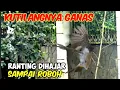 Download Lagu Mikat Burung Kutilang Terganas
