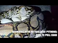 BEGINNING WITH RETICULATED PYTHONS HOW TO PULL EGGS