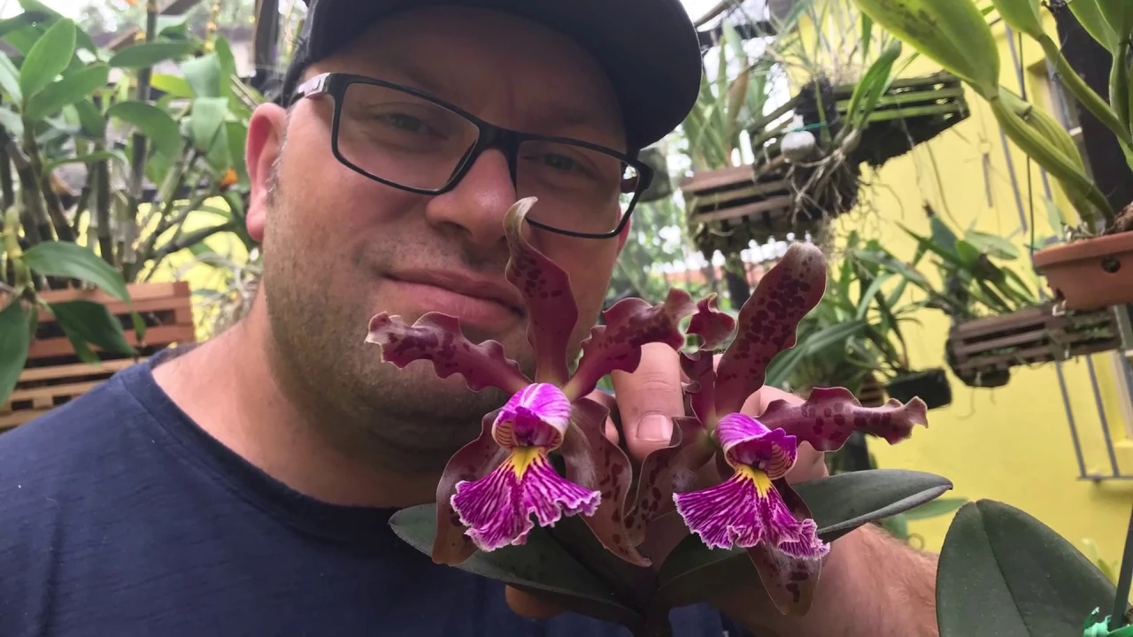 QUANTO CUSTA UMA ORQUÍDEA NA EXPOSIÇÃO? VEJA TAMBÉM MATERIAL DE CULTIVO E ADUBOS!!