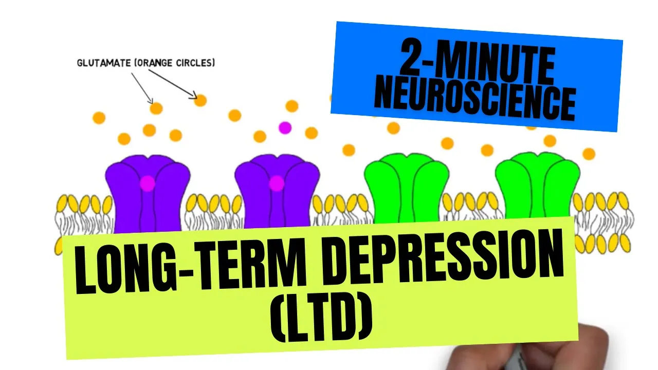 2-Minute Neuroscience: Long-Term Depression (LTD)