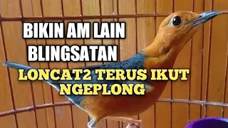 Download suara ANIS MERAH bikin ikutan NYAUT NGEPLONG ¦ PANCINGAN AM ¦ TERAPI MACET MP3