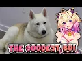 She thought this Husky would be CHAOS Girl With The Dogs Reaction