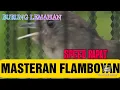 Download Lagu MASTERAN BURUNG FLAMBOYAN/LEMAHAN SPEED RAPAT
