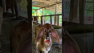 أنا أسمى حمار Donkey Funny Explore Cute Shorts 
