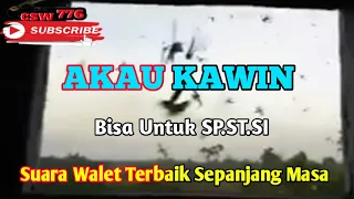 suara walet akau kawin yg jadi incaran petani walet terbukti respon semua wilayah 