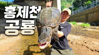 서울 홍제천에서 역대급 크기의 괴물이 잡혔습니다 ㄷㄷ 이건 누가 버렸냐!!