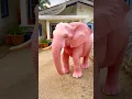 Lagu Jadi gajah cantik #funny #trendingshorts #animals #gajah