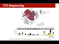Kelly Street Analysis of Single Cell T-Cell Receptor Sequencing