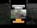 Download Lagu KEROT \u0026 PANGGILAN KHAS PIKAT MERAYU BURUNG PERKUTUT