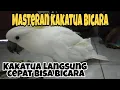 Download Lagu Masteran kakatua bicara
