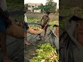 Radish
