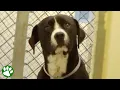 Download Lagu Shelter dog realizes he’s been adopted MP3