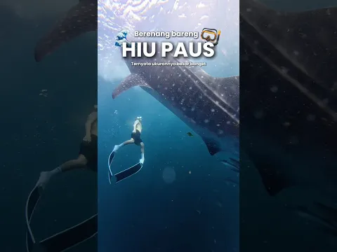 Berenang bareng ikan hiu paus di tengah laut