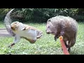 Squirrel dropkicks groundhog