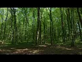 4K Summer Deciduous Forest Peaceful Trail Constant Birdsong Relaxing Ambience