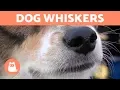 Why Do DOGS Have WHISKERS
