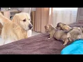 Download Lagu Golden Retriever Meets Puppies for the First Time