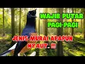 Lagu WAJIB PUTAR‼️ PANCINGAN MURAI BATU GACOR PAGI-SORE SEKALI DENGAR MURAI BATU APAPUN LANGSUNG BUNYI